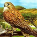 Birds Of Prey Puzzle